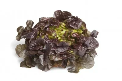 Lechuga Hoja de  Roble 