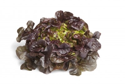 Lechuga Hoja de  Roble 