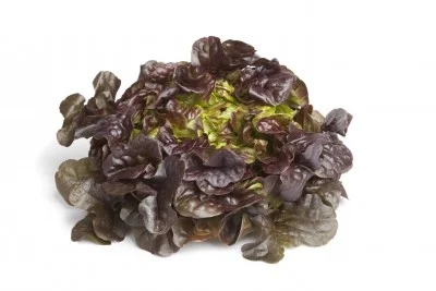 Lechuga Hoja de  Roble 