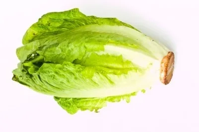 Lechuga Romana 