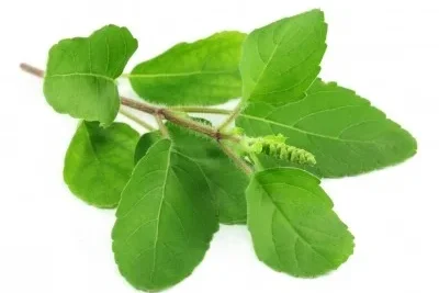 Albahaca 