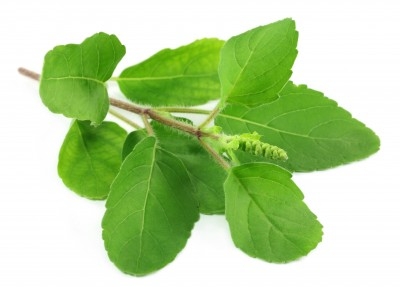 Albahaca 