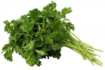Cilantro 