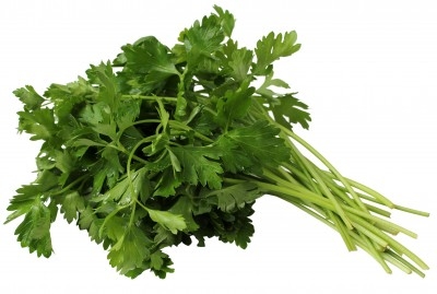 Cilantro 