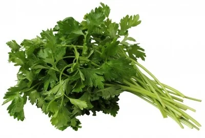 Cilantro 