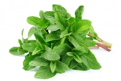 Menta