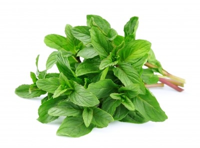 Menta