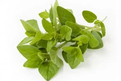 Oregano Fresco