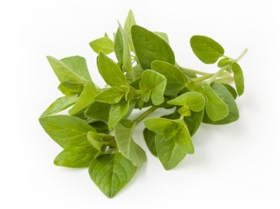 Oregano Fresco