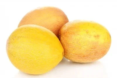 Melon Galia