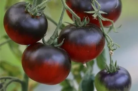 Tomate Mar Azul
