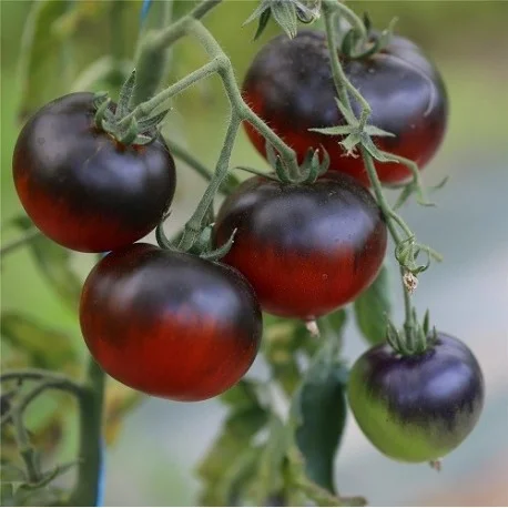 Tomate Mar Azul