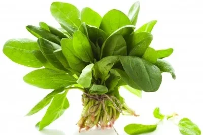 Espinaca