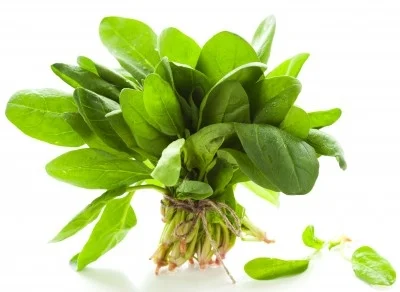 Espinaca