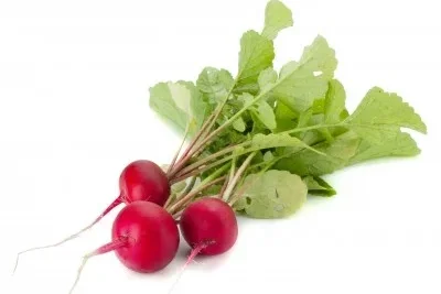 Rabanitos 