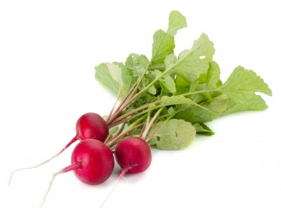 Rabanitos 