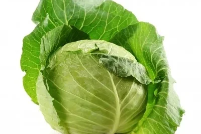 Repollo 