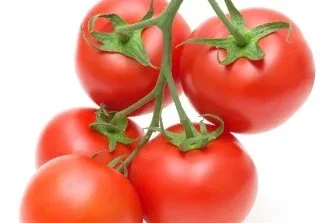 Tomate Rama 