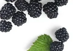 Moras
