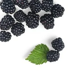 Moras
