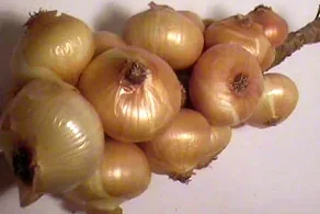 Cebolla Francesa