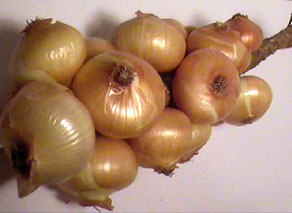 Cebolla Francesa