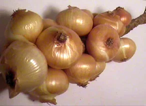 Cebolla Francesa