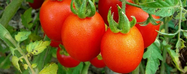 Huerta tradicional