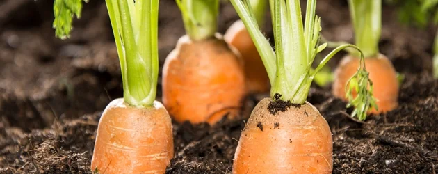 Huerta tradicional